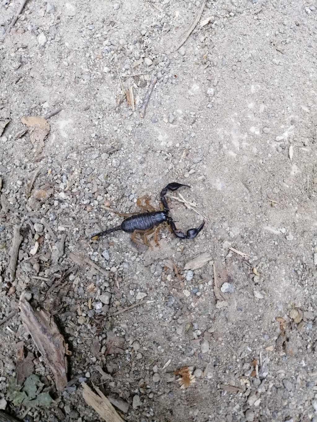 Euscorpius flavicaudis da Bosco degli Astroni, Napoli
